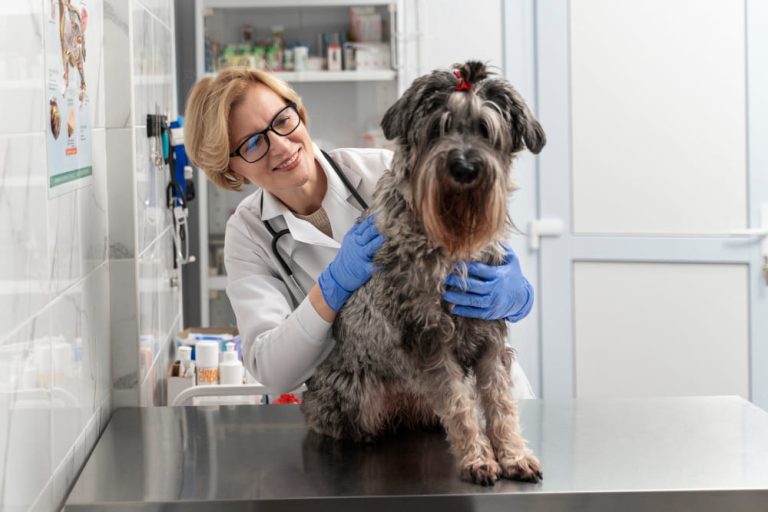 Cómo elegir una buena clínica veterinaria